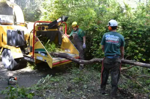 tree services Lakes of the Four Seasons